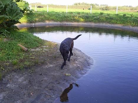 Labrador retriever Balder billede 1
