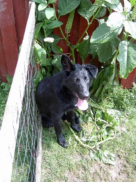 Blanding af racer Figo billede 5