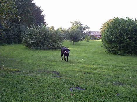 Labrador retriever Balder billede 2