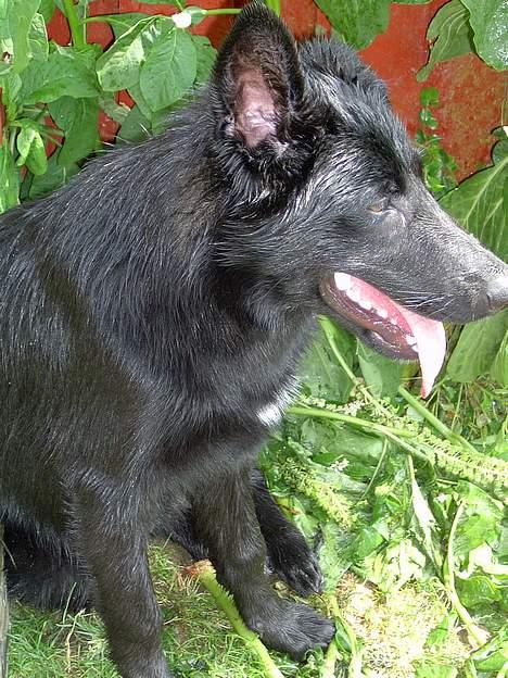 Blanding af racer Figo billede 6