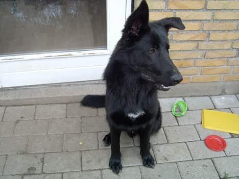 Blanding af racer Figo billede 7