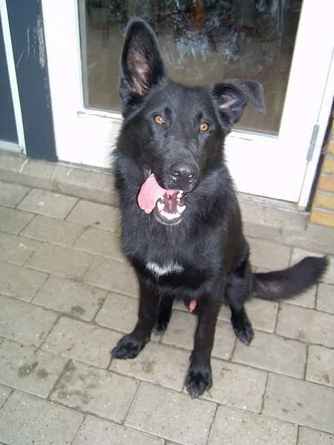 Blanding af racer Figo billede 8