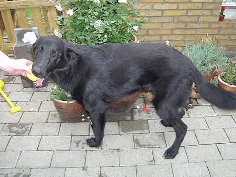 Blanding af racer Figo billede 9