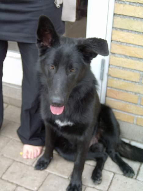 Blanding af racer Figo billede 10