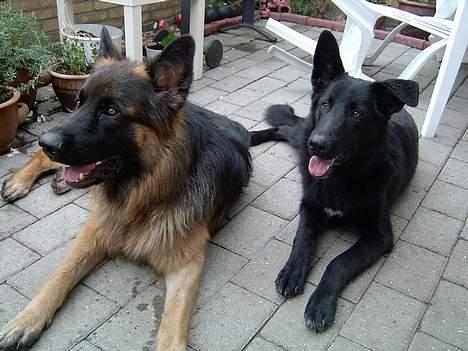 Blanding af racer Figo billede 11