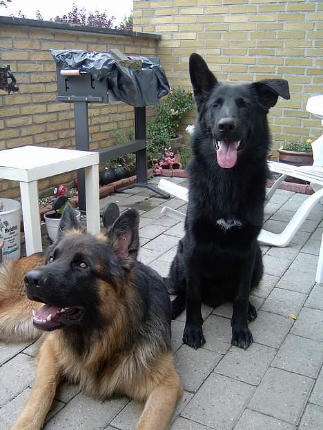 Blanding af racer Figo billede 12