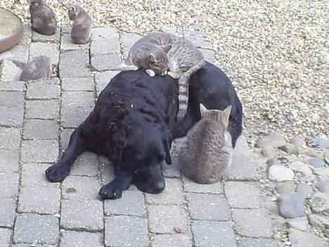 Labrador retriever Balder - Her er han sammen med alle hans venner :-) billede 3