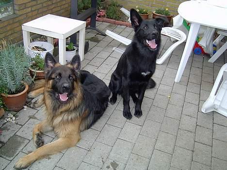 Blanding af racer Figo billede 13