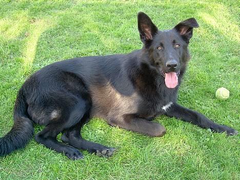 Blanding af racer Figo billede 14