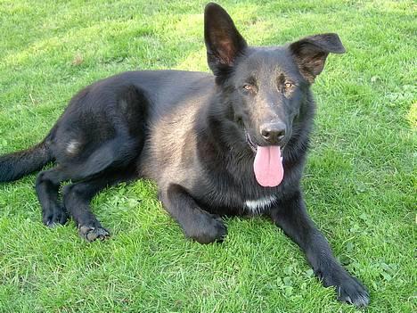 Blanding af racer Figo billede 15