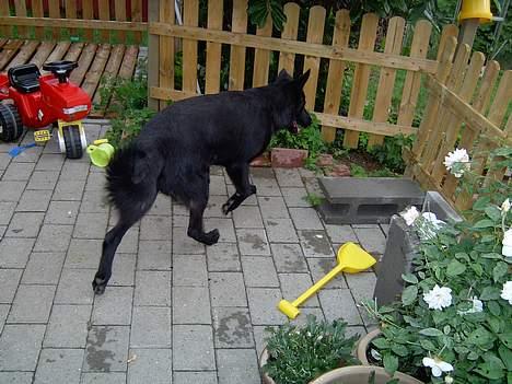 Blanding af racer Figo billede 16