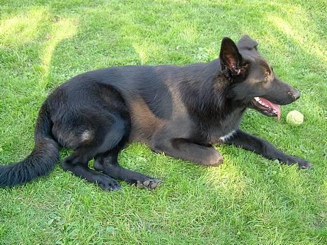 Blanding af racer Figo billede 17