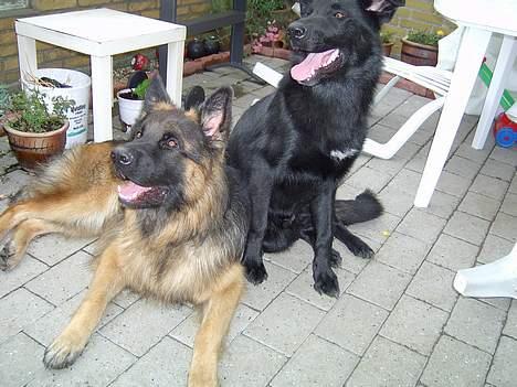 Blanding af racer Figo billede 18