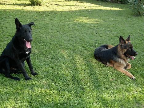 Blanding af racer Figo billede 19