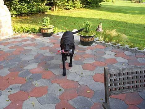 Labrador retriever Balder billede 4