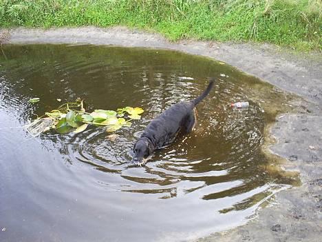 Labrador retriever Balder billede 5