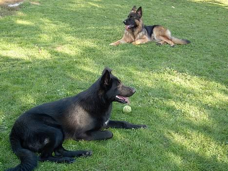 Blanding af racer Figo billede 20