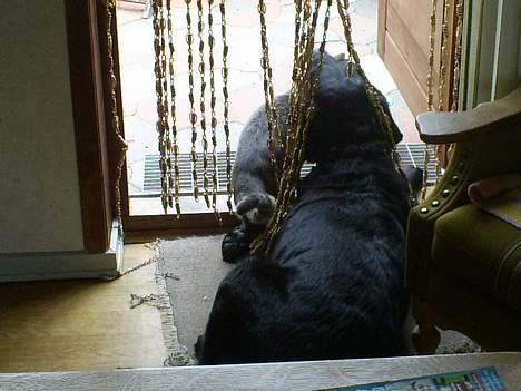 Labrador retriever Balder billede 6