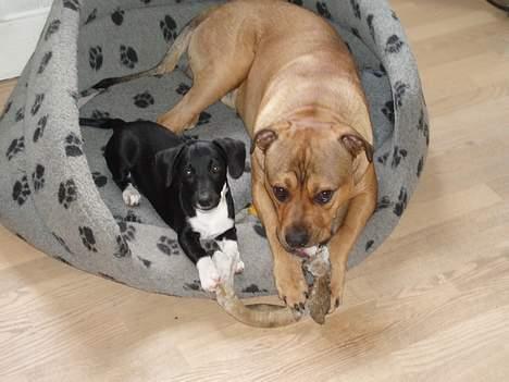 Blanding af racer TIMON "BULLROT"   R.I.P. - mig og lillebror dolph deler kødben billede 11