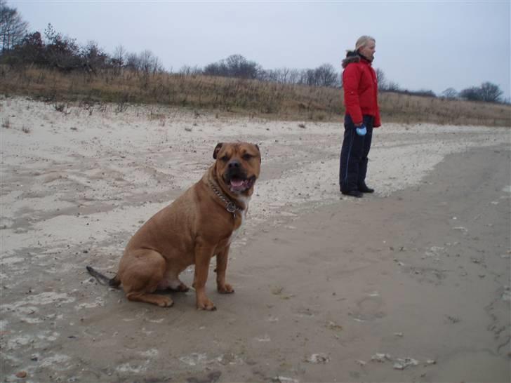 Blanding af racer TIMON "BULLROT"   R.I.P. billede 12