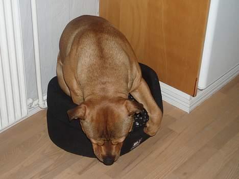 Blanding af racer TIMON "BULLROT"   R.I.P. - øv.. jeg kan aldrig være i lillebrors kasse billede 13