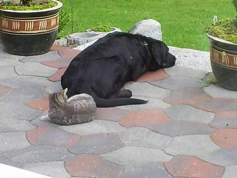 Labrador retriever Balder billede 7