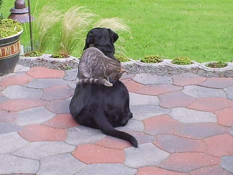 Labrador retriever Balder - En dejlig udsigt billede 8