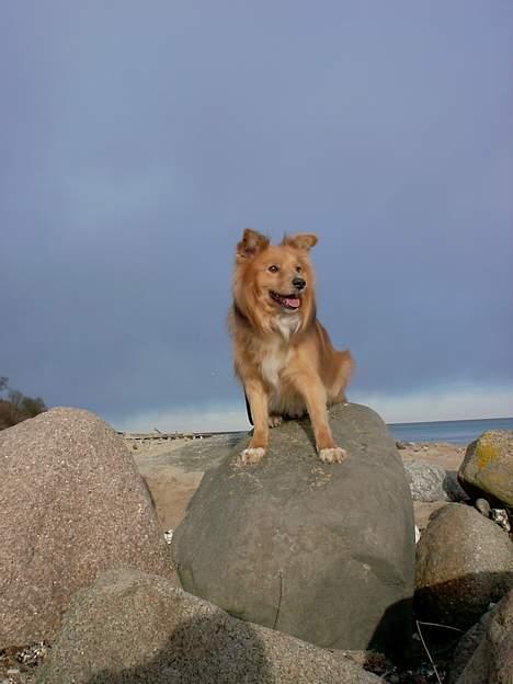 Blanding af racer Zico - "I´m the KING of the WORLD! - Leo GO HOME!" Østerstrand - Fredericia, 2004 billede 5