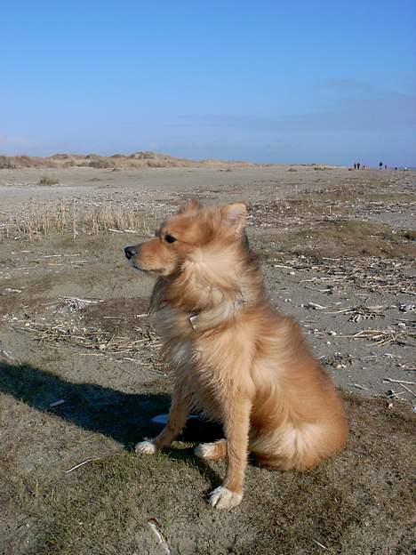 Blanding af racer Zico - Vadehavet - Fanø, påsken 2006 billede 7