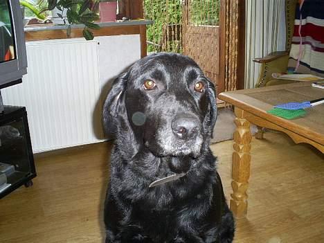 Labrador retriever Balder billede 9