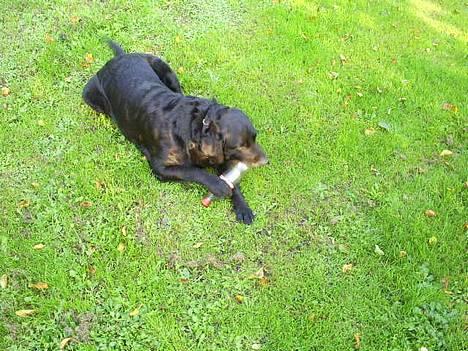 Labrador retriever Balder billede 10