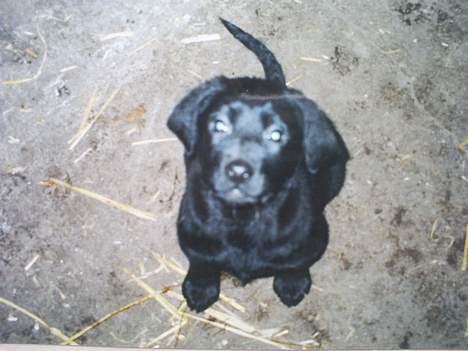 Labrador retriever Balder - Her er han ca 12 uger billede 11