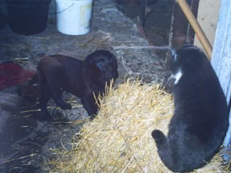 Labrador retriever Balder - Hans første møde med en kat :-) billede 12