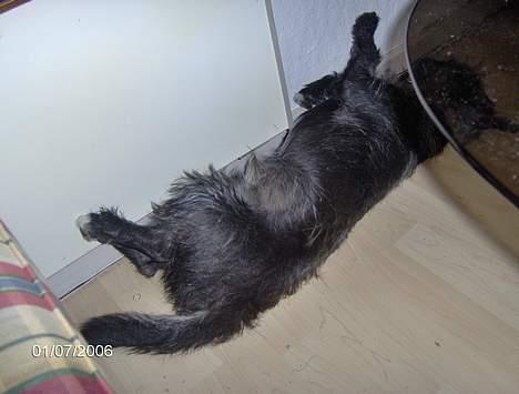 Blanding af racer Elvis - Jeg er så trææt mor! billede 9