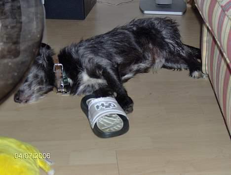 Blanding af racer Elvis - Vil bare sove! billede 10