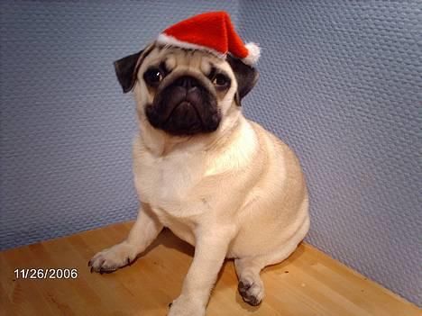 Mops Albert, Næstved - Årets julebillede... :-P billede 7