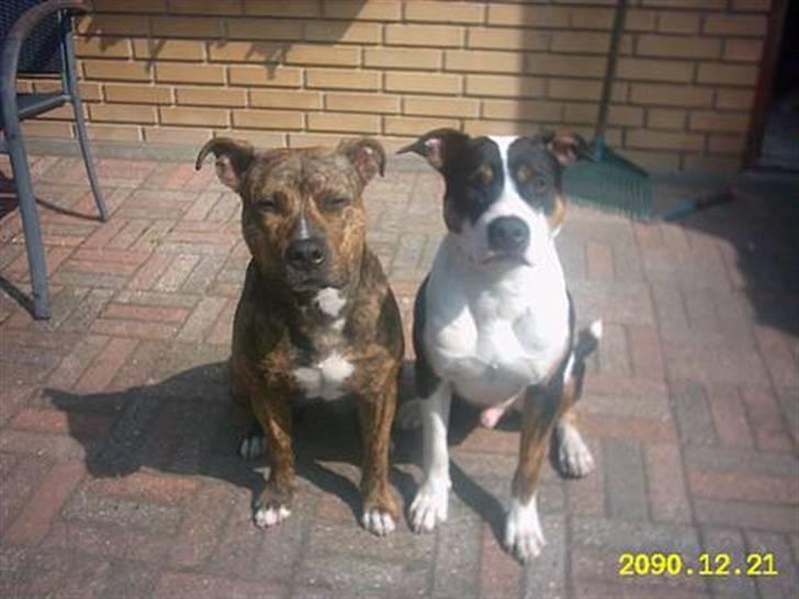 Amerikansk staffordshire terrier Amigo - Amigo og hans bror.. billede 20