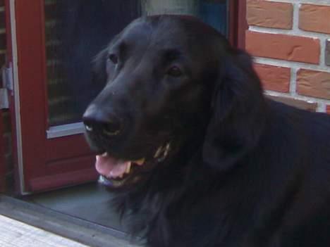 Flat coated retriever Snoppi billede 12
