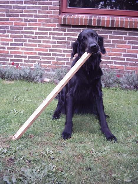 Flat coated retriever Snoppi billede 13