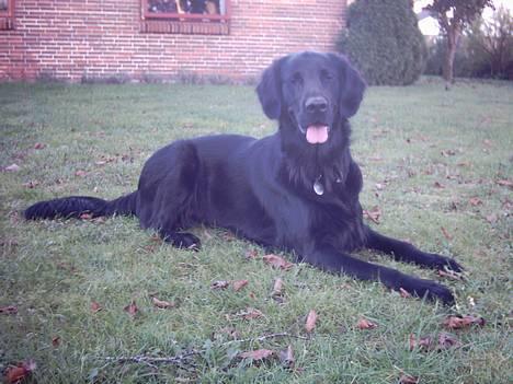 Flat coated retriever Snoppi billede 14