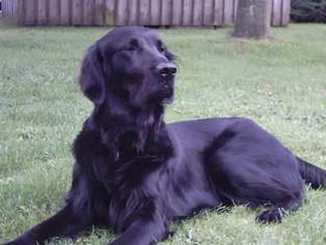 Flat coated retriever Snoppi billede 15