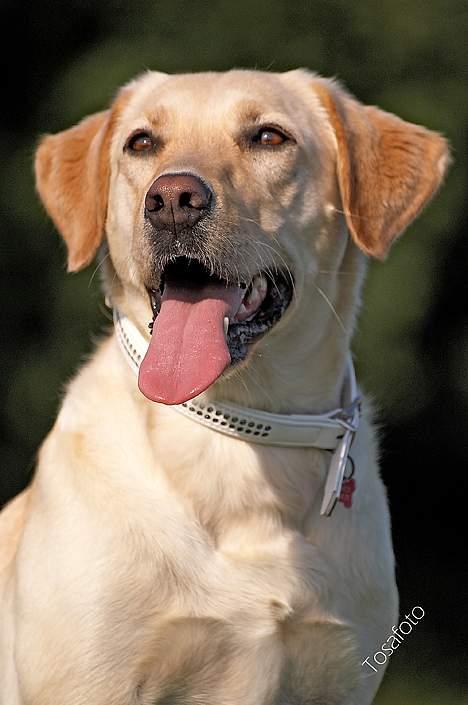 Blanding af racer Naja billede 13