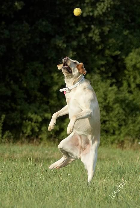 Blanding af racer Naja - -endnu et bold-moment billede 14