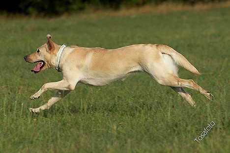 Blanding af racer Naja - Mor synes jeg er smuk når jeg løber billede 15