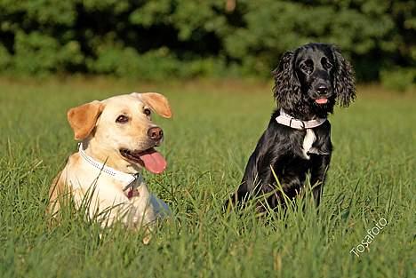 Blanding af racer Blanding *Luna* - mig og søster-Putte billede 15