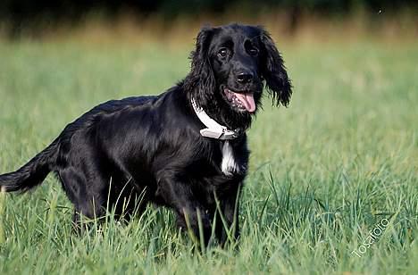 Blanding af racer Blanding *Luna* - det er hårdt at løbe i varmen billede 16