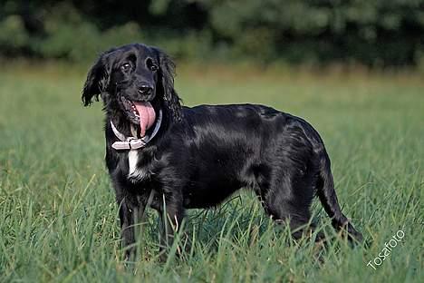 Blanding af racer Blanding *Luna* - NU må i altså stoppe med de billeder..? billede 17