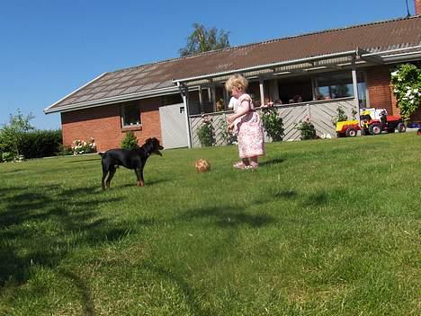 Blanding af racer Dino billede 10