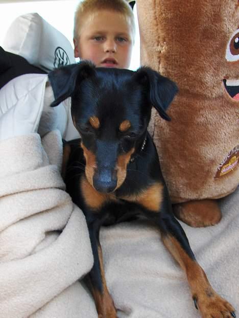 Blanding af racer Dino billede 11