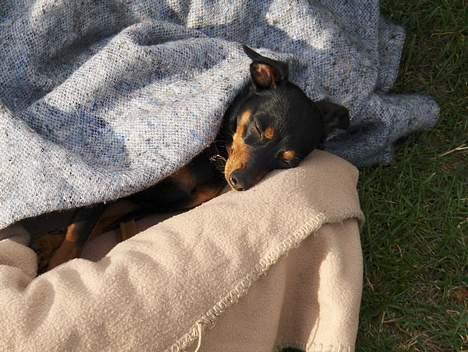 Blanding af racer Dino billede 12